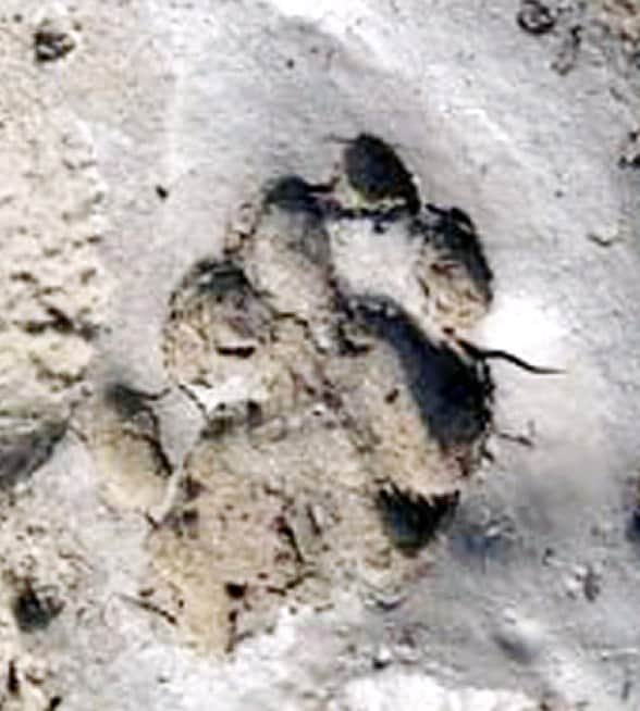 maneater tigress terror ends