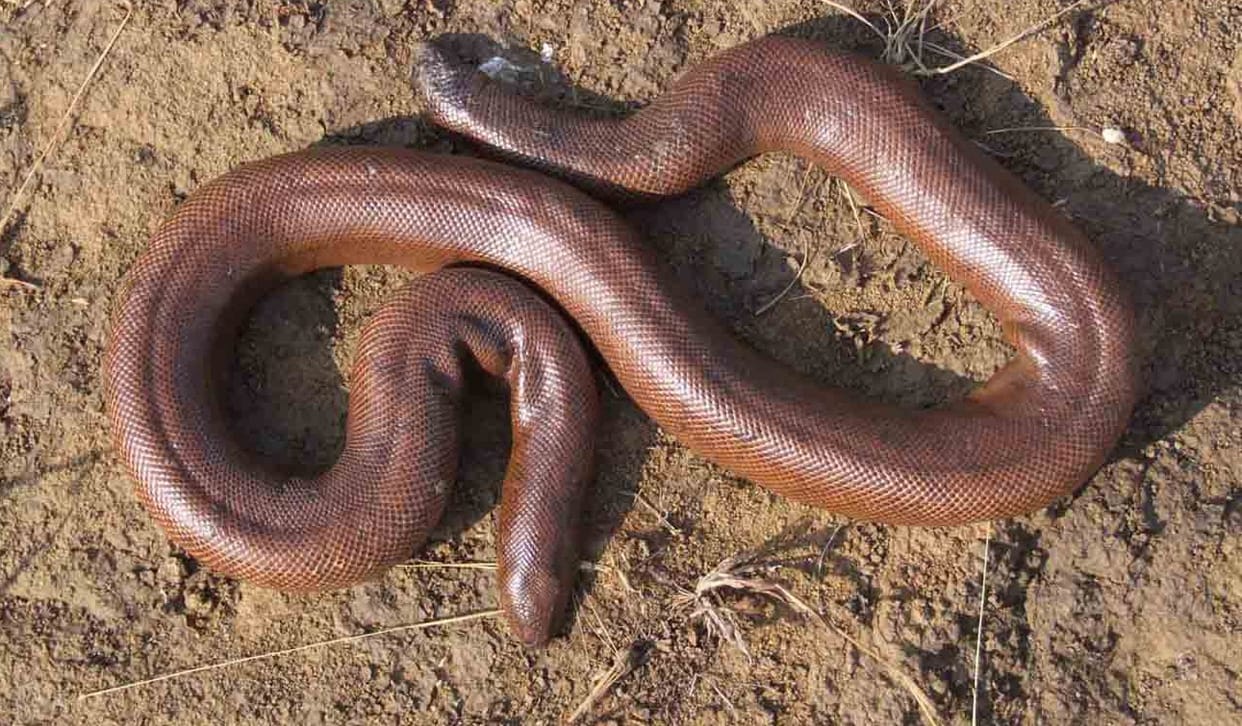 two mouth snake cheated man