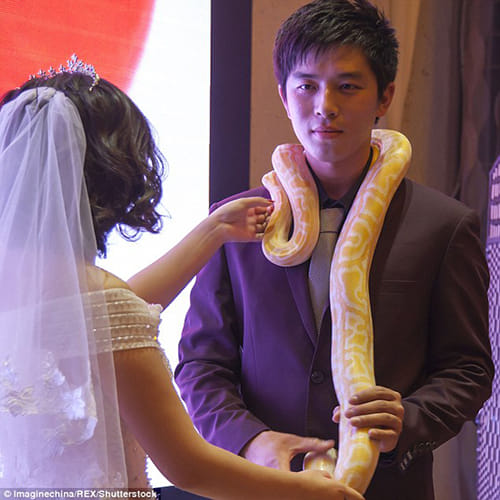 couple exchange huge pythons instead of rings at their wedding