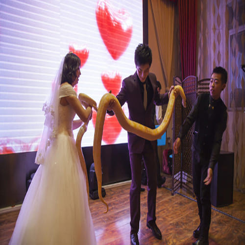couple exchange huge pythons instead of rings at their wedding