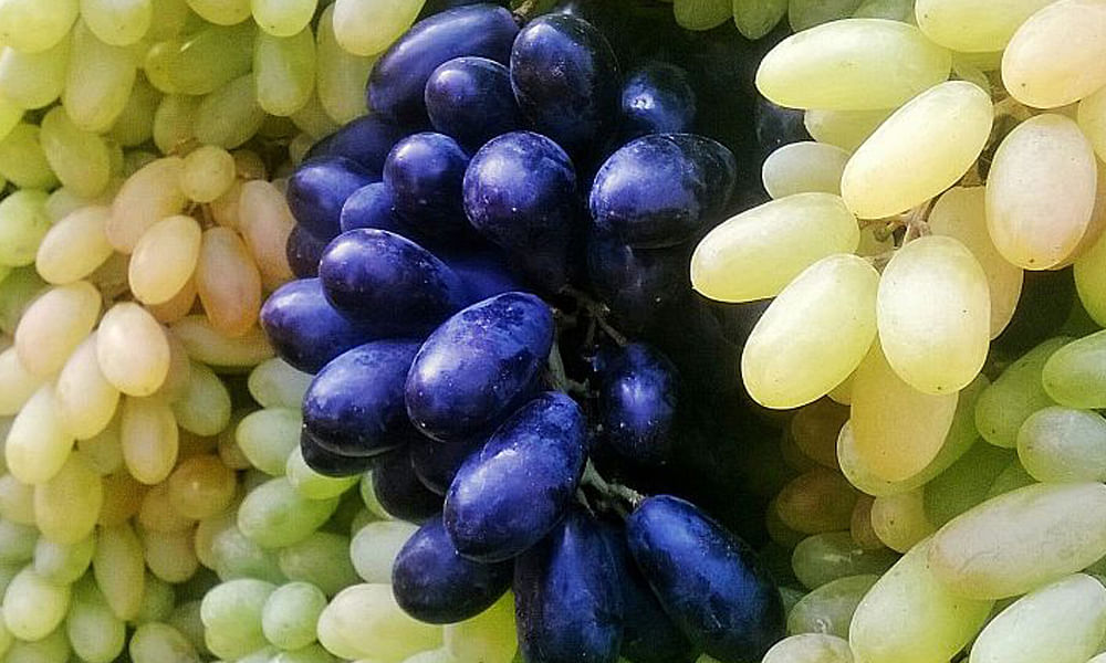 सेहत की बात:काला या हरा अंगूर, कौन सा होता है अधिक फायदेमंद? जानिए अध्ययन  में क्या पता चला - Which Color Grape Is The Healthiest Black Or Green,  Angoor Khatte Hain -