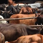 smuggling of cows decreased on Bangladesh border 