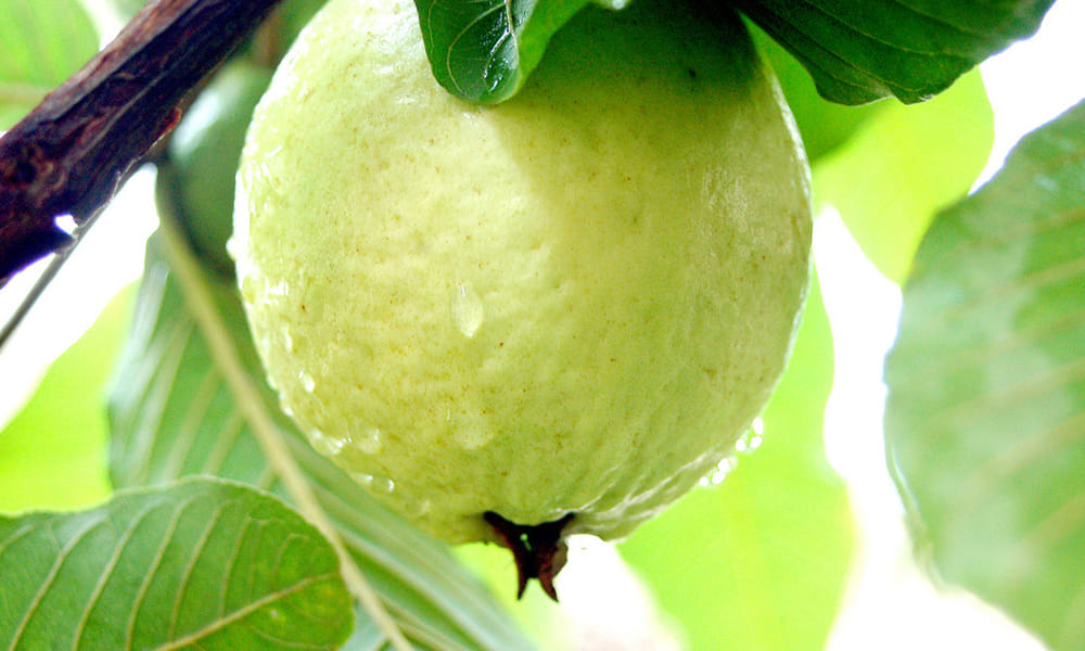 Benefits of eating guava in winter season in hindi