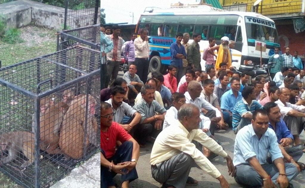 public protest against monkey terror