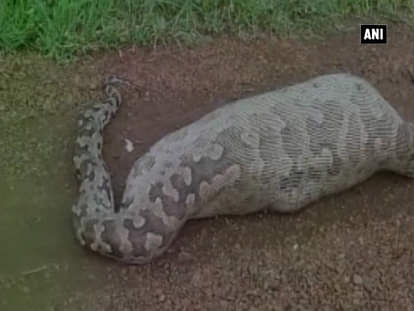 Massive Indian rock python caught on camera swallowing Nilgai 