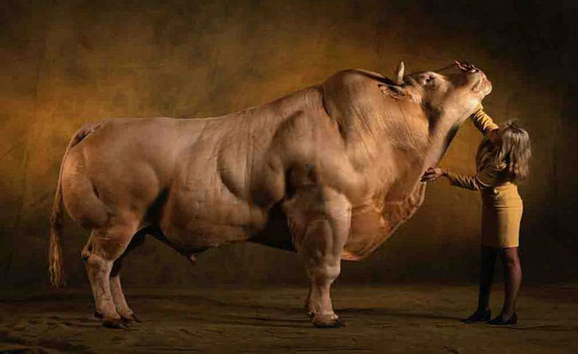 Genetic mutation creates bodybuilder cattle
