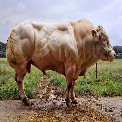Genetic mutation creates bodybuilder cattle