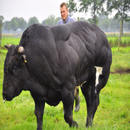 Genetic mutation creates bodybuilder cattle