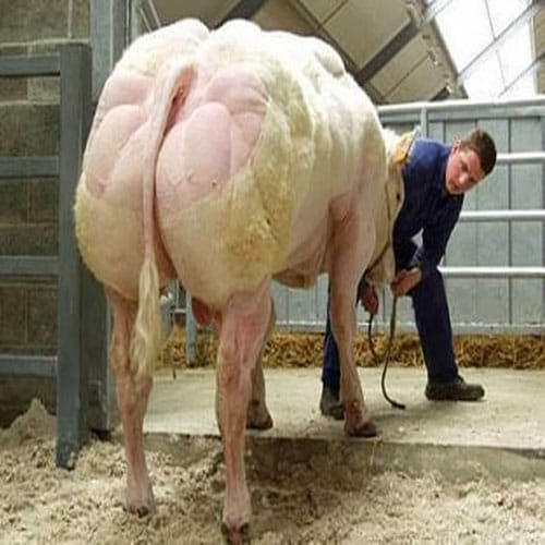 Genetic mutation creates bodybuilder cattle