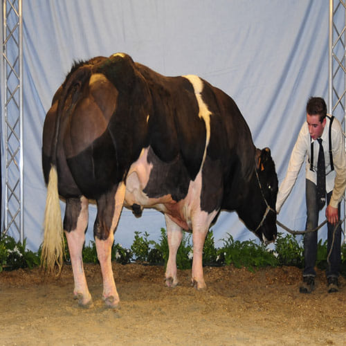 Genetic mutation creates bodybuilder cattle