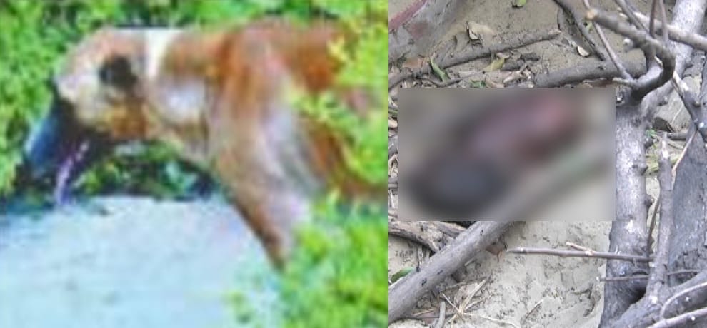 dog enter ghaziabad hospital with fetus of human baby of 6 months in his mouth