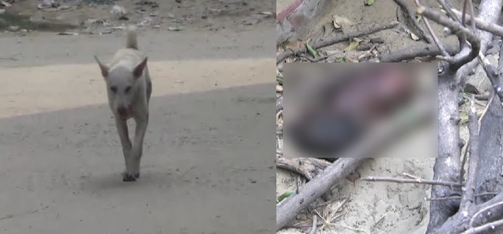 dog enter ghaziabad hospital with fetus of human baby of 6 months in his mouth
