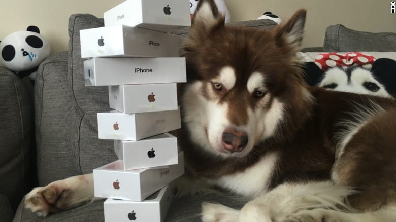 Billionaire's son bought eight iPhone 7 S to dog