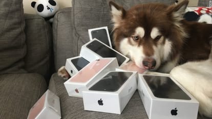Billionaire's son bought eight iPhone 7 S to dog