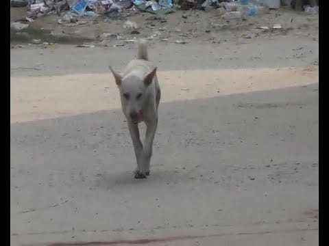 Dog embryos reached the hospital, stirred
