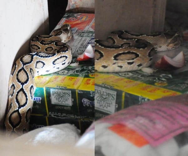 Python in a shop in gomatinagar in Lucknow.