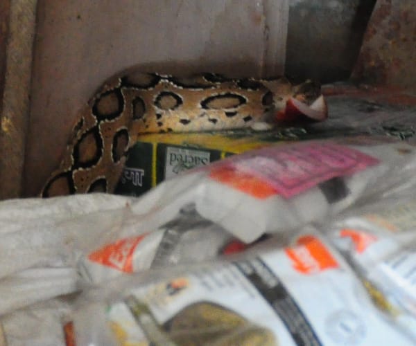 Python in a shop in gomatinagar in Lucknow.