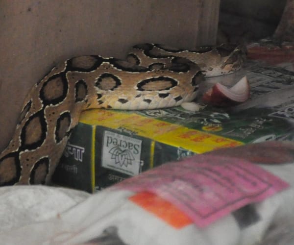 Python in a shop in gomatinagar in Lucknow.