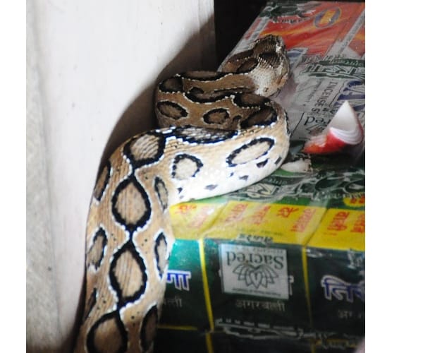 Python in a shop in gomatinagar in Lucknow.