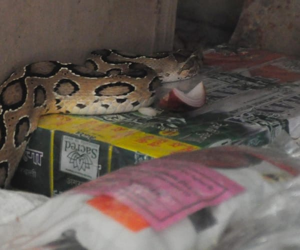 Python in a shop in gomatinagar in Lucknow.
