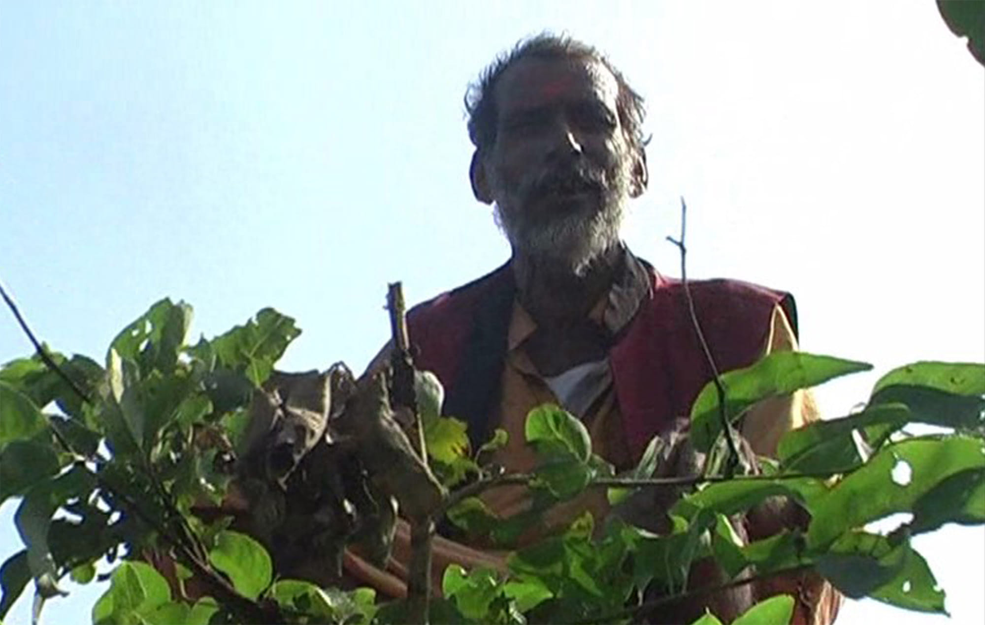 worship upon tree angainst terrorism.