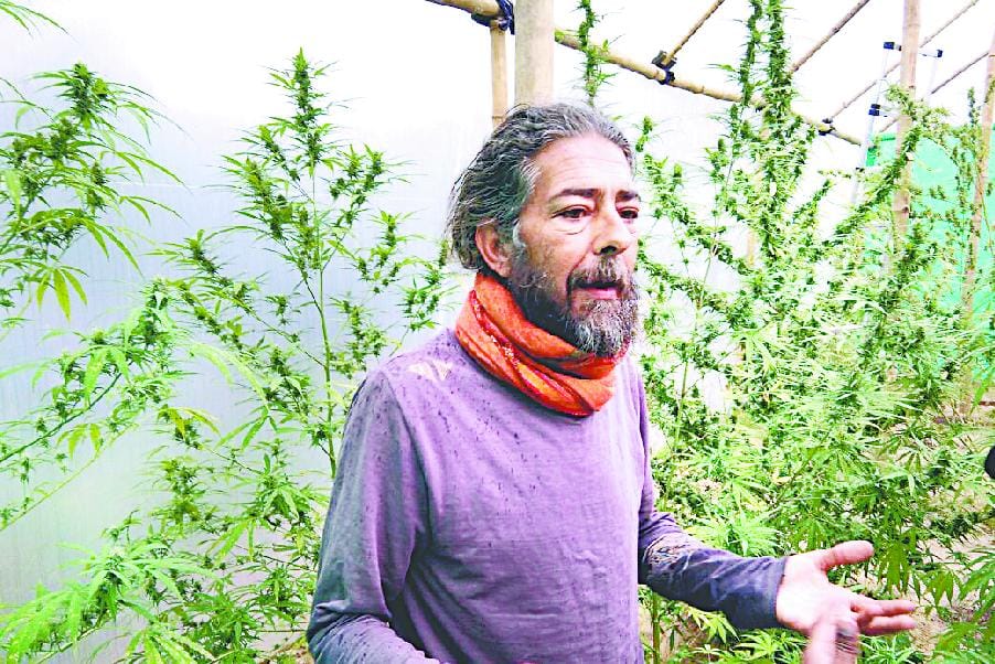 Cultivating cannabis in Polyhouse foreign
