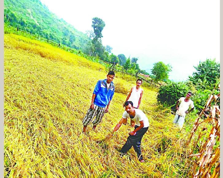 Hundreds of acres of standing paddy crop destroyed