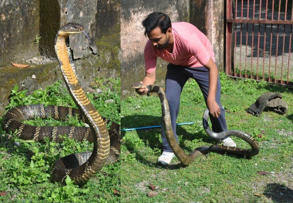 highly poisonous snake cobra found in cupboard