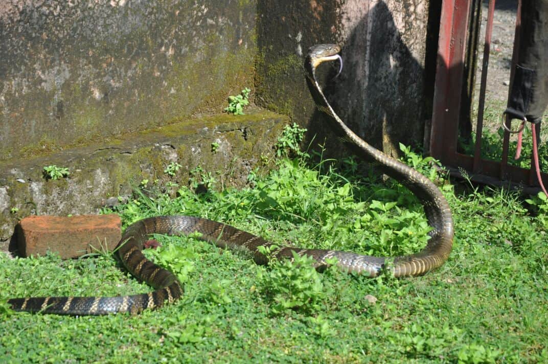 most poisonous snake king kobra found in house