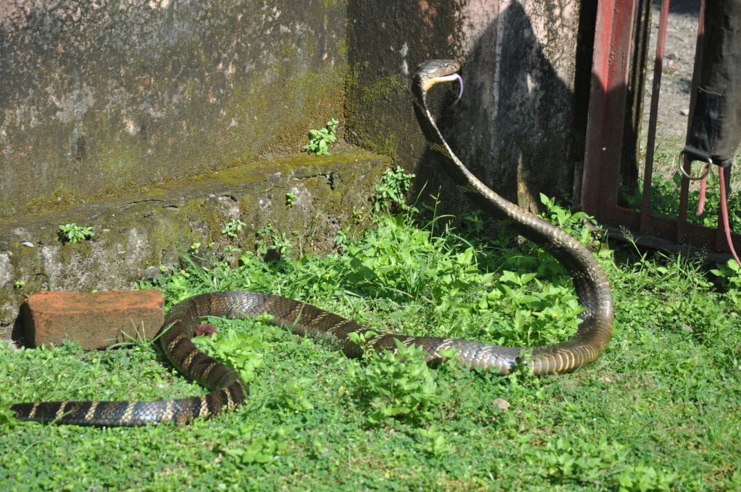 huge king kobra found in rishikesh.