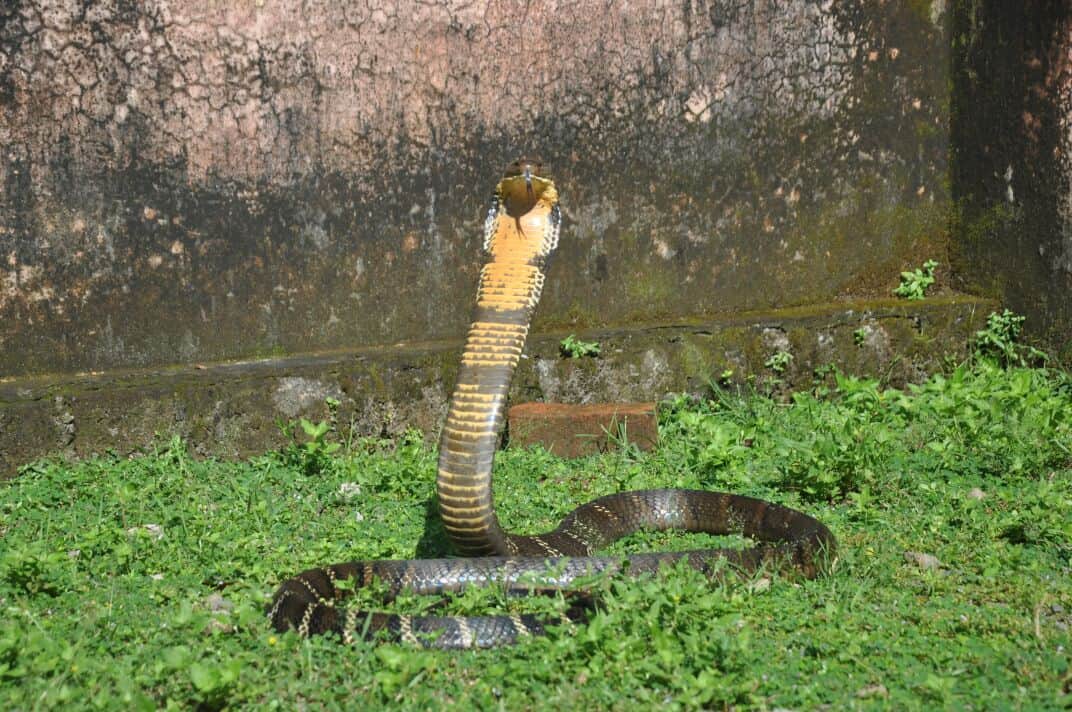 most poisonous snake king kobra found in house