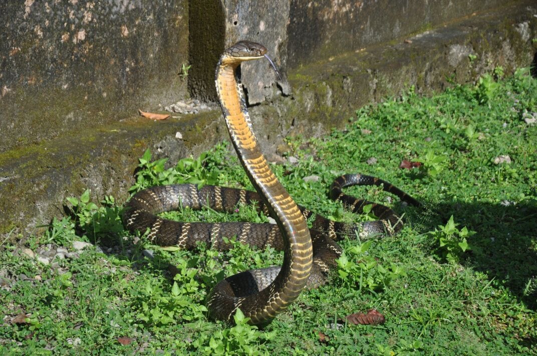 huge king kobra found in rishikesh.