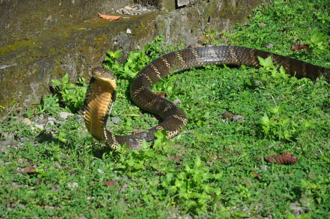 highly poisonous snake cobra found in cupboard