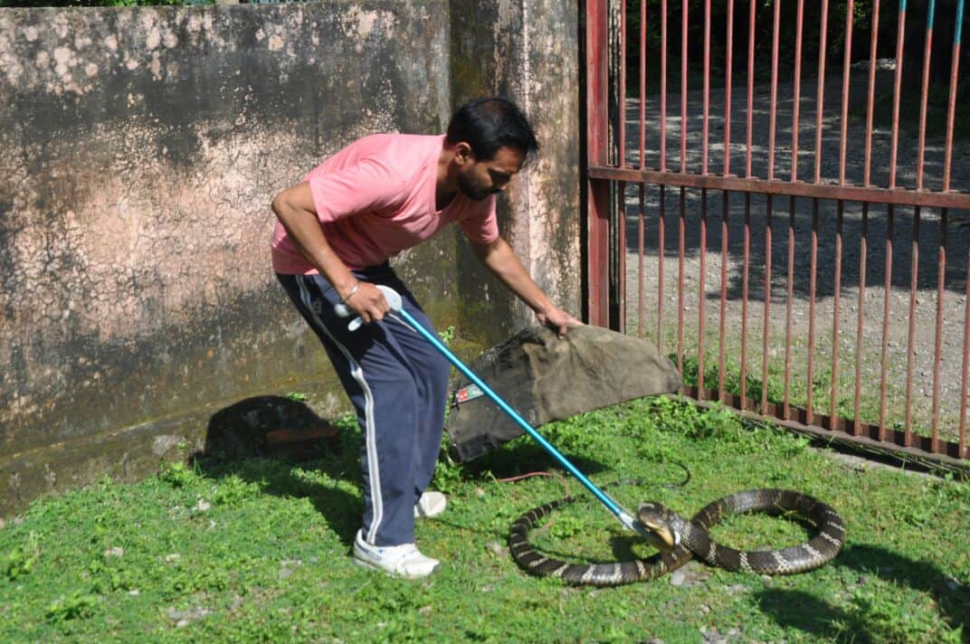 highly poisonous snake cobra found in cupboard