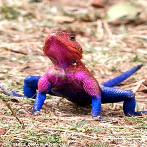 Spider Lizard spotted in africa