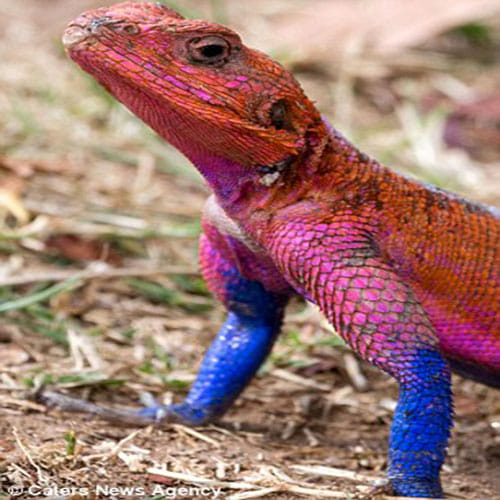 Spider Lizard spotted in africa
