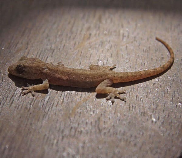 fifty villages without power because of lizard 