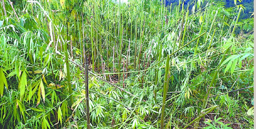 Narcotics Bureau destroyed 40 hectares of opium crop 
