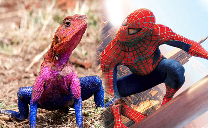 Spider Lizard spotted in africa