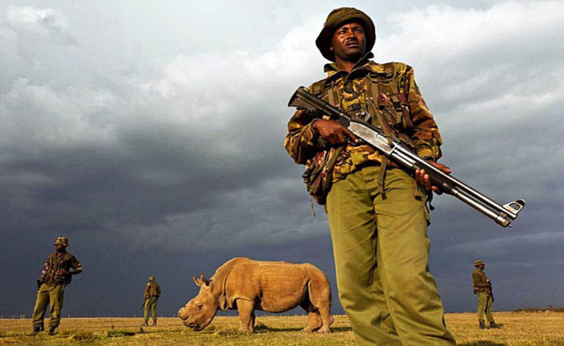 world's last surviving male northern white rhino