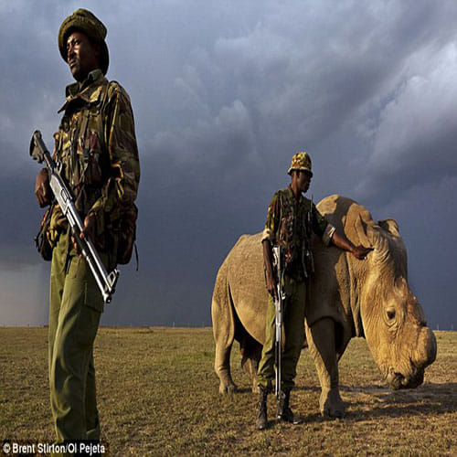 world's last surviving male northern white rhino