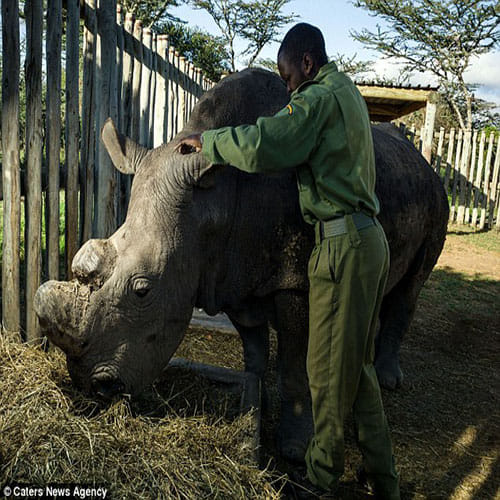 world's last surviving male northern white rhino
