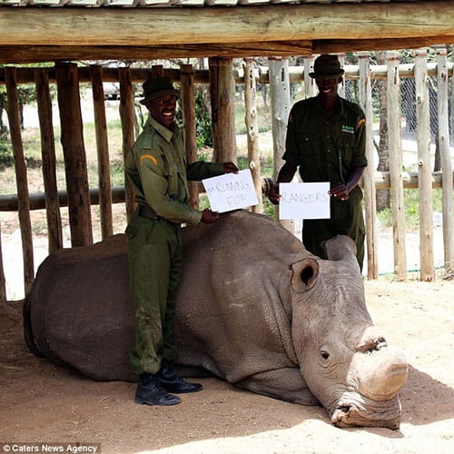 world's last surviving male northern white rhino
