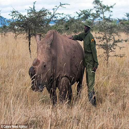 world's last surviving male northern white rhino