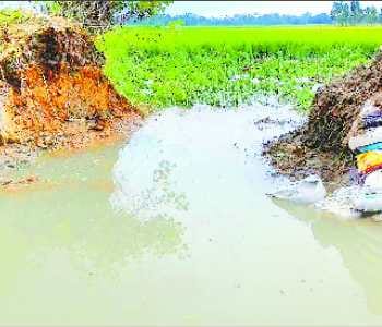 Bilauli Minor again cut, 700 acres harvested submerged