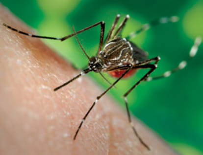 Chikungunya virus never attack again