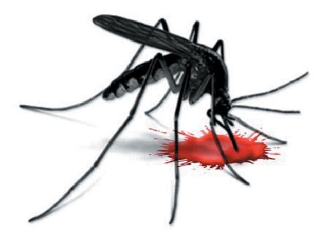 dengue spread out through this new mosquito
