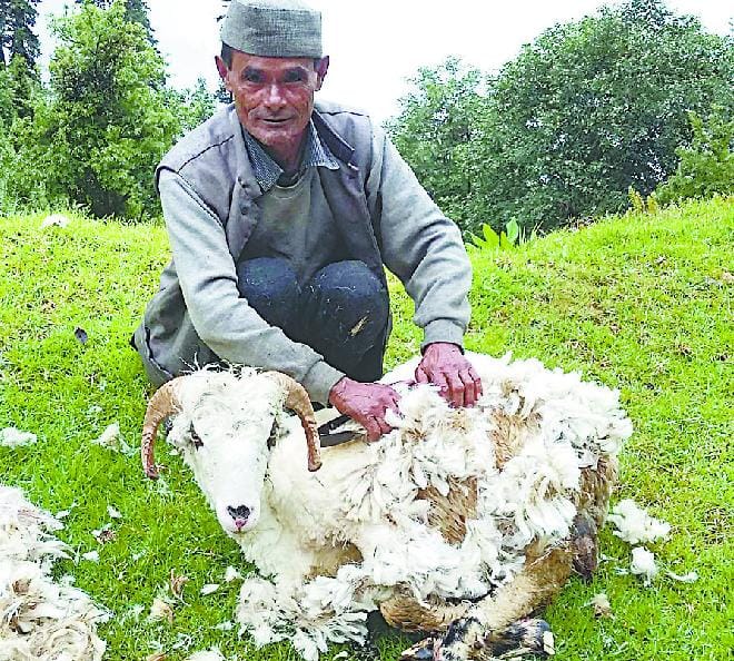 The wool was being pulled