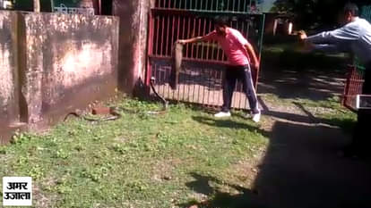 OMG! 12 feet long snake found in rishikesh