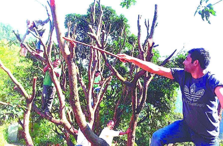 Mango trees planted paste Chaubtia